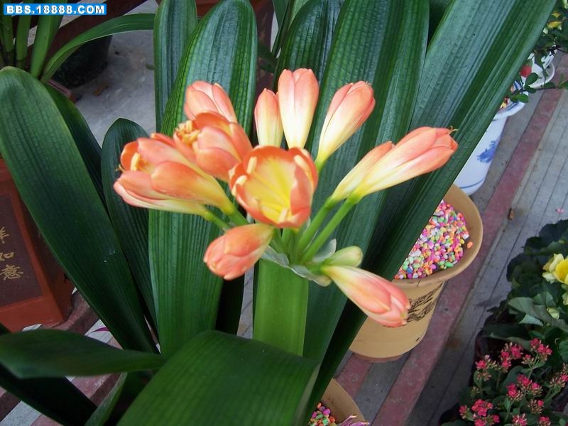 100_5246.JPG