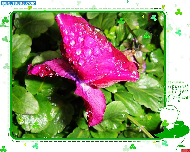 1雨中花.jpg