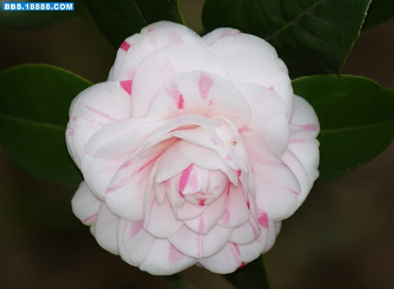 白花.jpg
