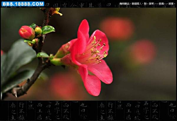 海棠花 038.jpg