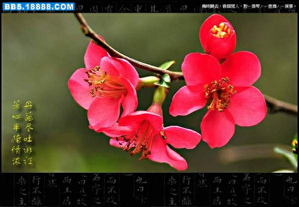 海棠花 034.jpg