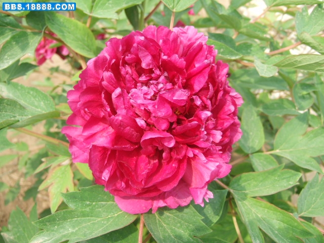 DSCF3294.JPG