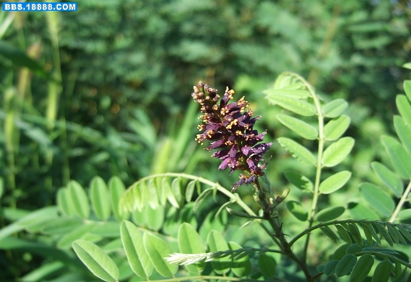 100_84572_e9d8cd99abac475.jpg