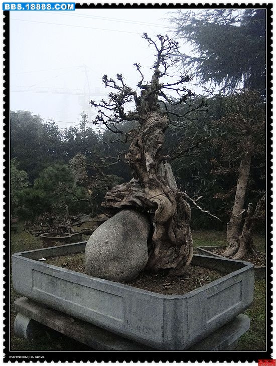 3老根.jpg