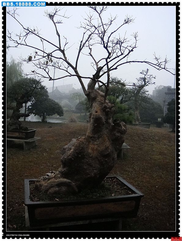 1根瘤.jpg