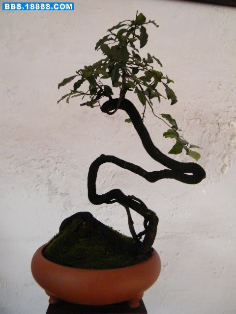 照片 066.jpg