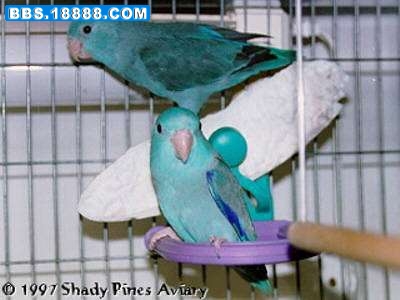 bluepair[1].jpg