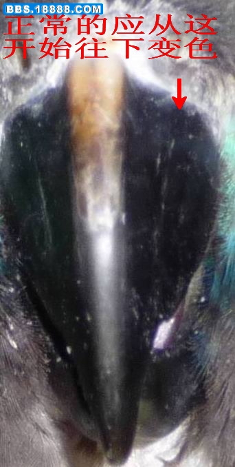222_223361_4c2396166caa8c5.jpg