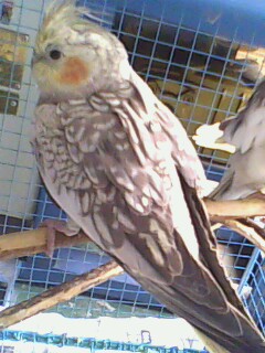 IMG0119A.jpg