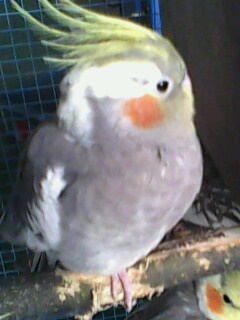 IMG0117A.jpg