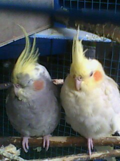 IMG0123A.jpg