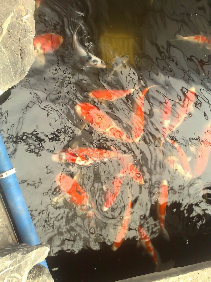201002011819.jpg