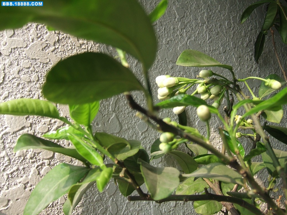 images046.jpg