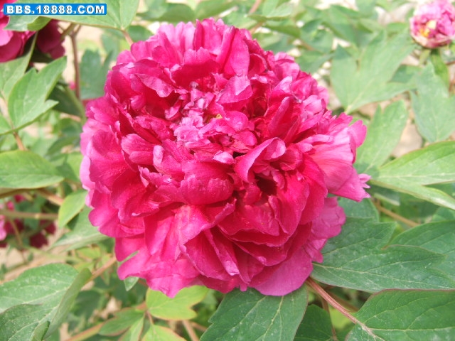 DSCF3293.JPG