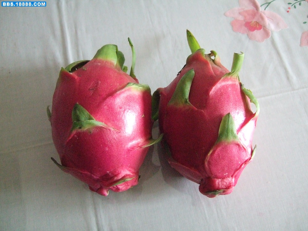 火龙果.jpg