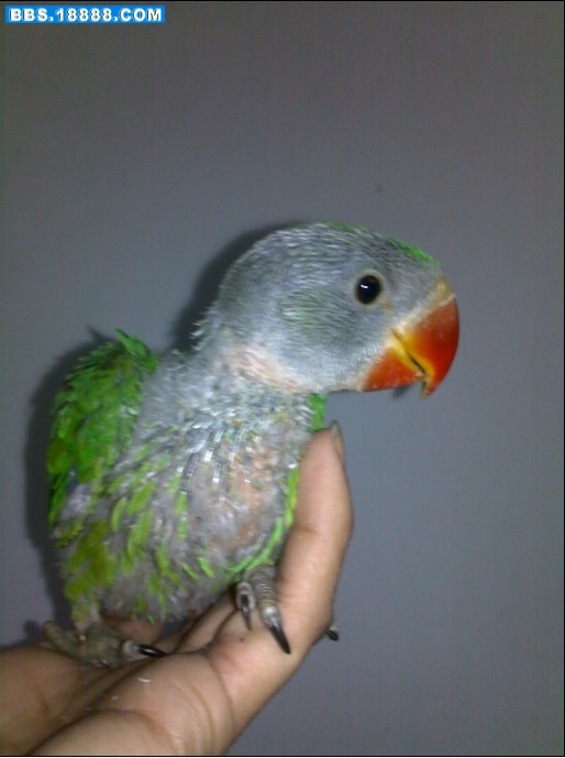 20100204212.jpg