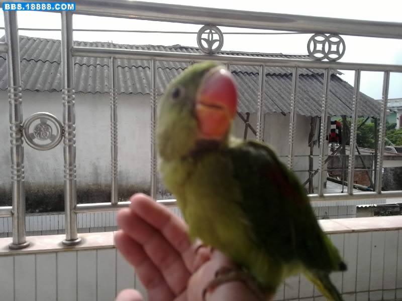 20100223050-001.jpg