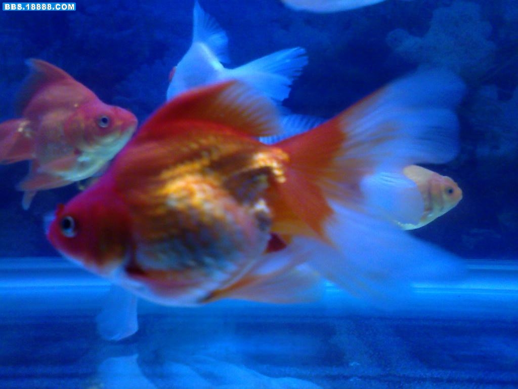 pic00115.JPG