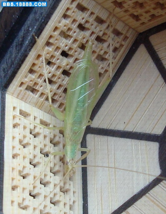DSC00920.JPG