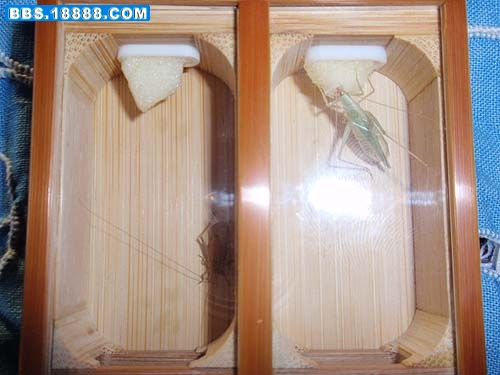 2gechong1.jpg