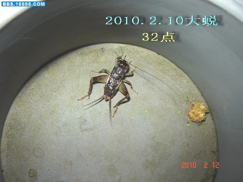 蟋蟀1.jpg