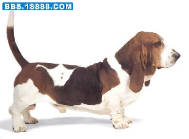 巴赛特猎犬.jpg