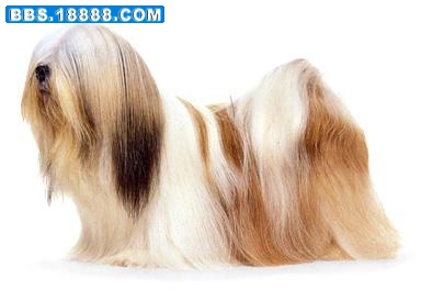拉萨犬.jpg