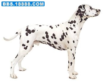 大麦町犬.jpg