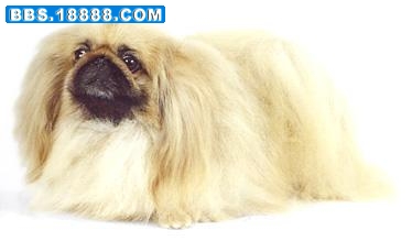 北京犬.jpg