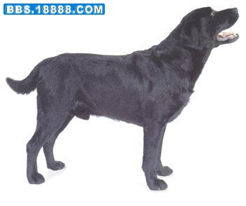 拉布拉多猎犬.jpg