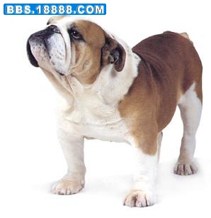 斗牛犬 1.jpg