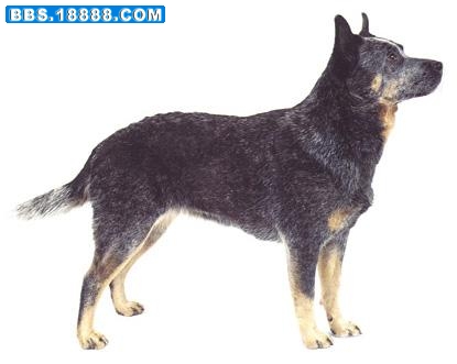澳洲牧牛犬.jpg