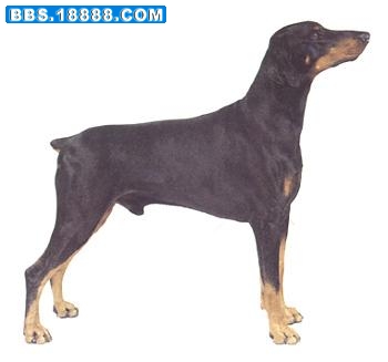 笃宾犬.jpg