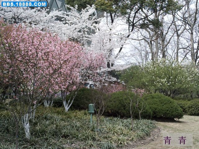 nEO_IMG_PICT0388.jpg
