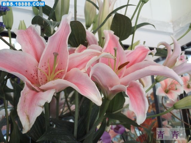 nEO_IMG_PICT0203.jpg