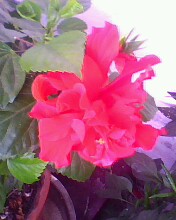 IMG0051A.jpg