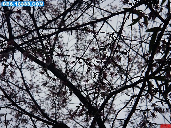 3树红花.jpg