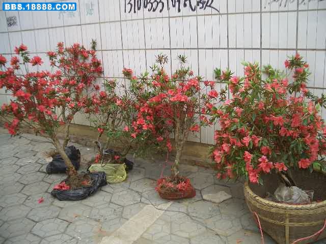CIMG4636.JPG