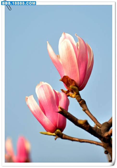 玉兰花 022.jpg