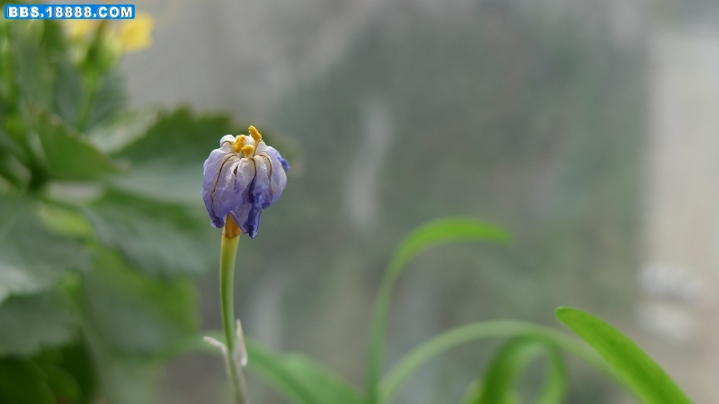 小三拍花1000254 (31).JPG