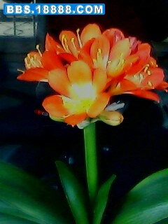 IMG0028A.jpg