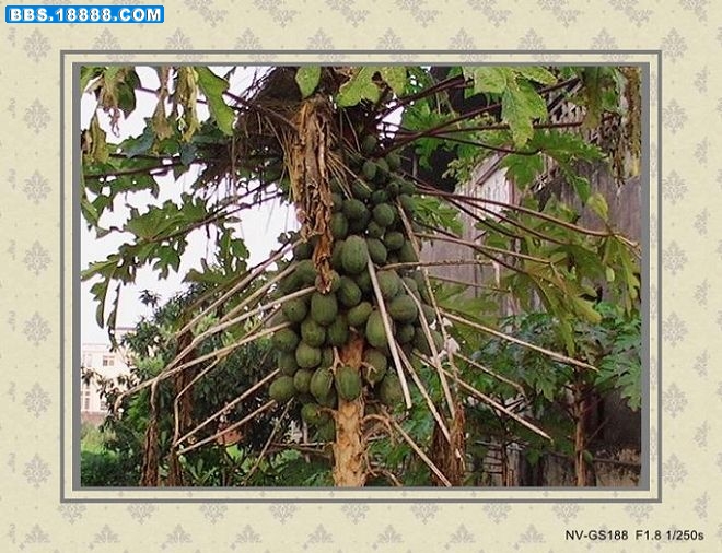 赏灯 152_conew1.jpg
