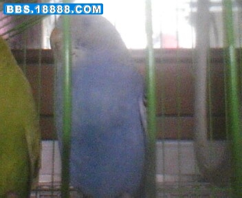 IMG0271A.jpg