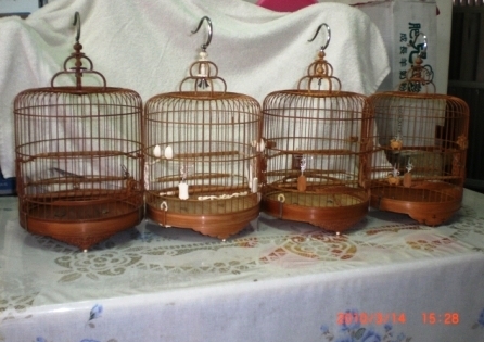 CIMG7524.JPG