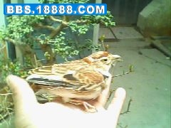 IMG0075A.jpg