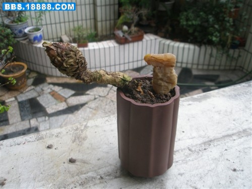 P3130005_副本.jpg