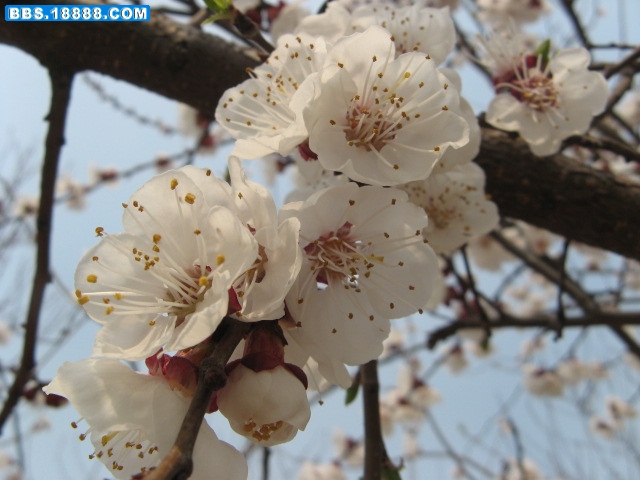 春 068.jpg