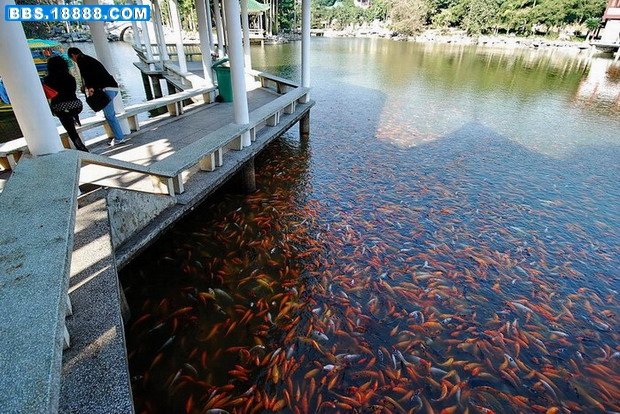 photo_湖边鱼1.JPG