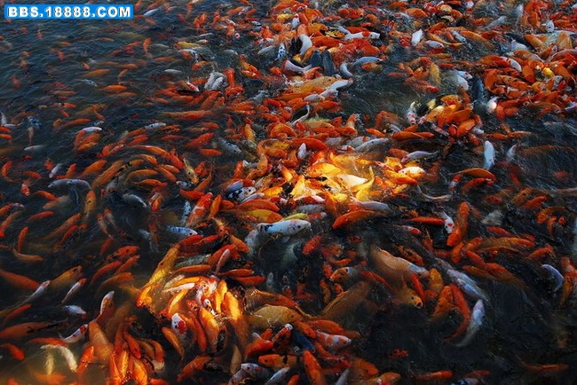 photo_湖边鱼.JPG