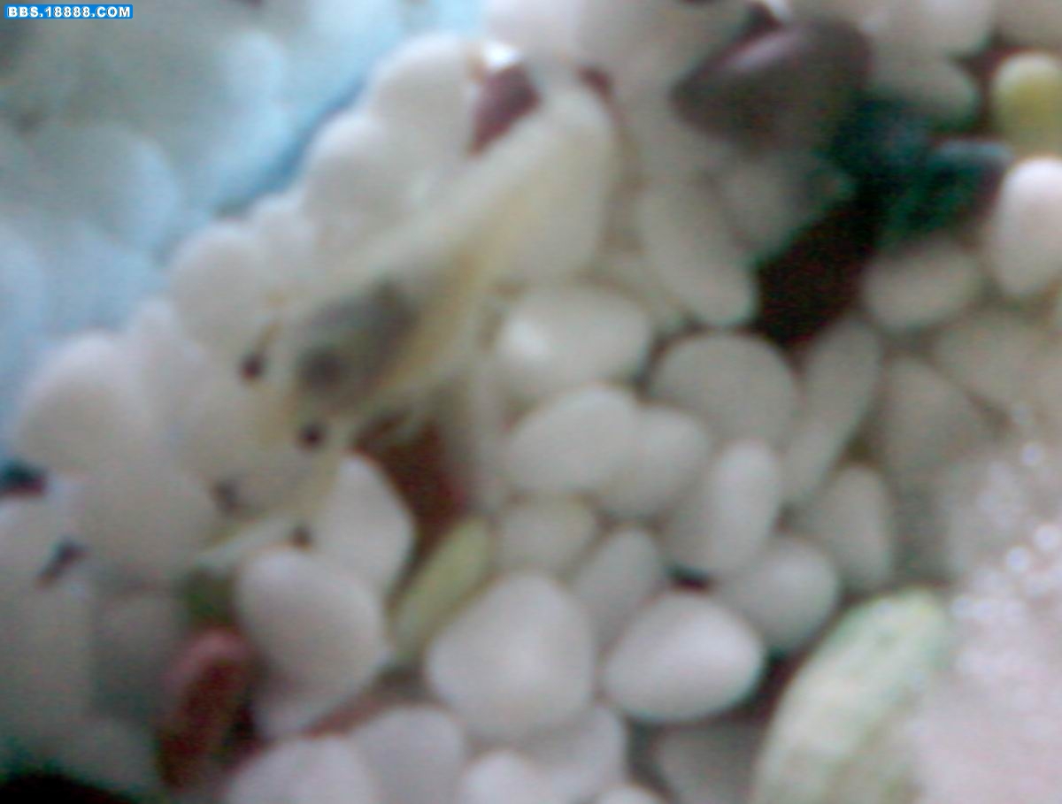 SP_A0010.jpg